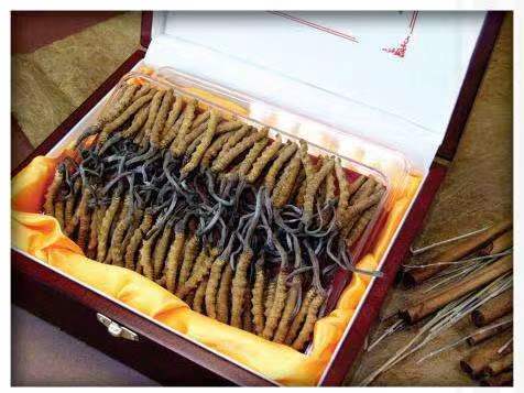 山阳冬虫夏草回收?